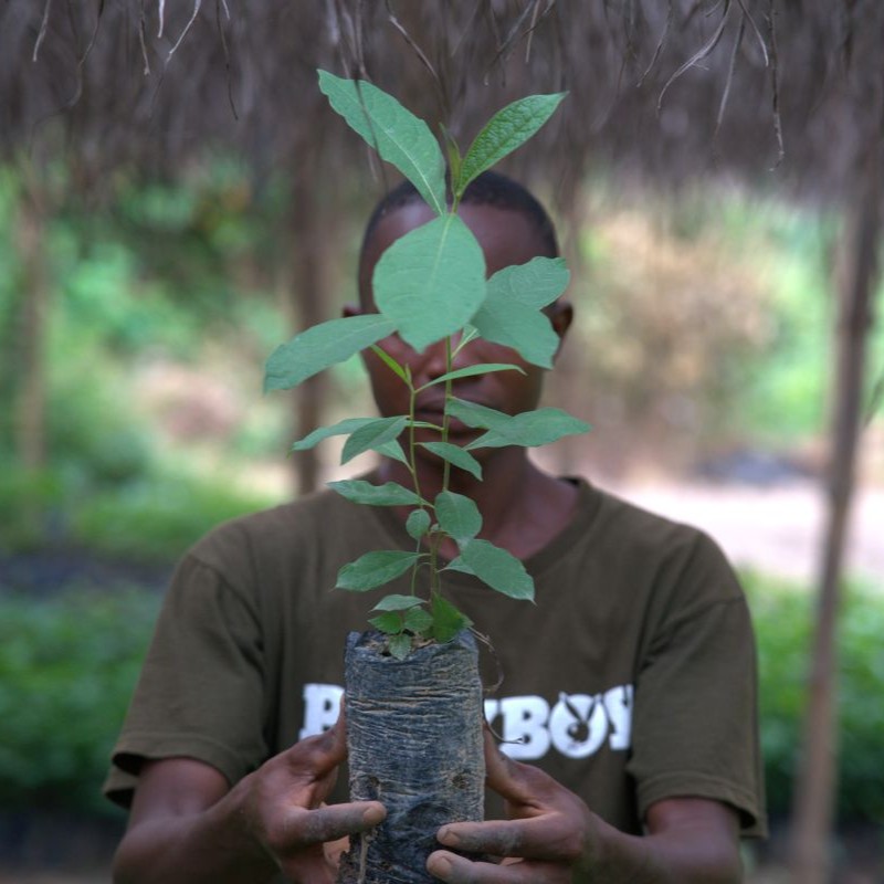 Un producteur brandit une jeune plante